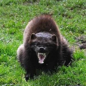 Meet your Posher, William s